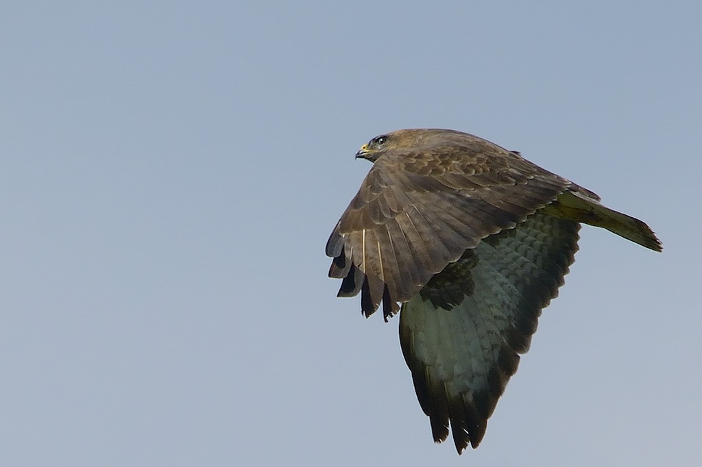 Ad ali spiegate, il sogno di Icaro.